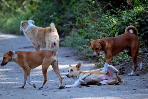 Stray Dog Attacks Leave Villagers Fearful in Belagavi District