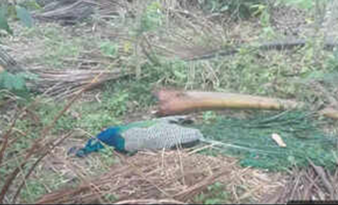 35 peacocks die amid searing heat
