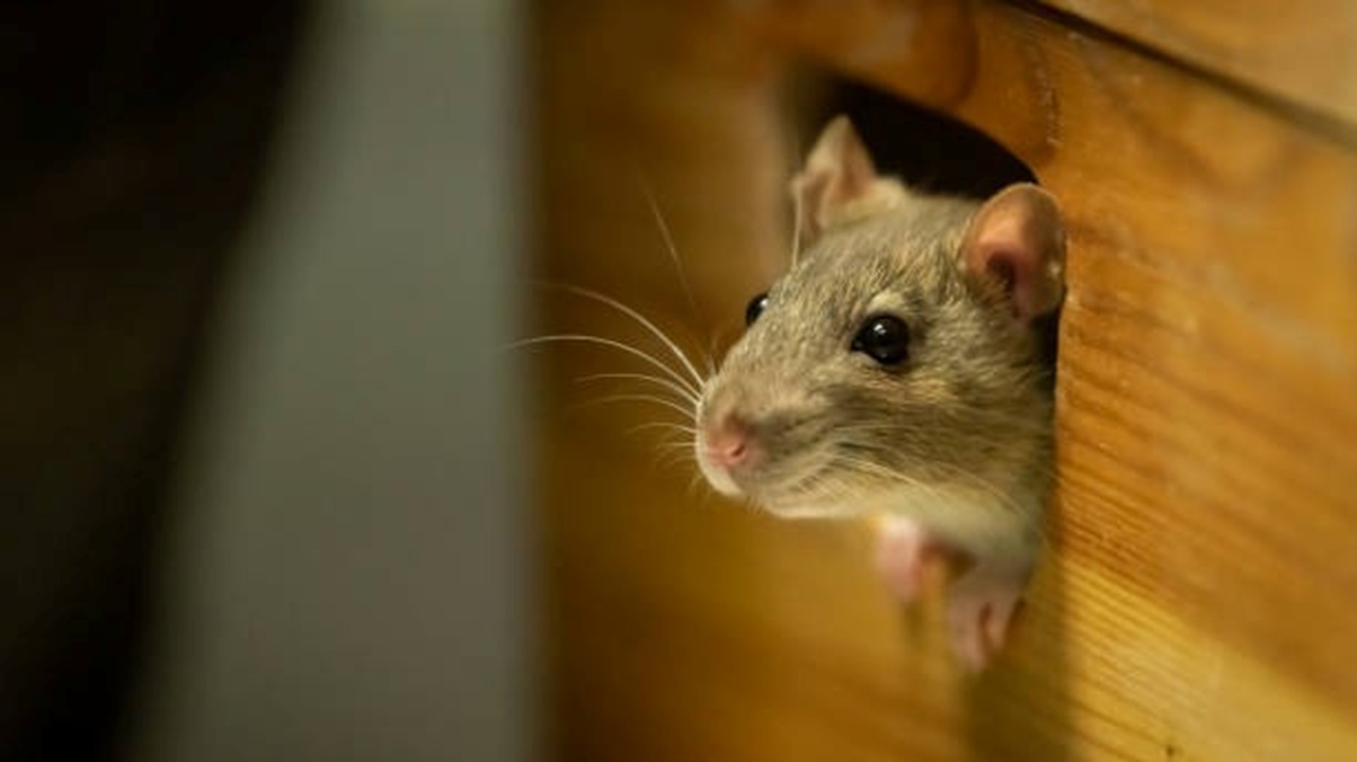 Indore hospital newborns attacked by rats; probe ordered