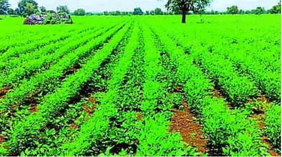 Widespread rainfall rescues withering pulse crops
