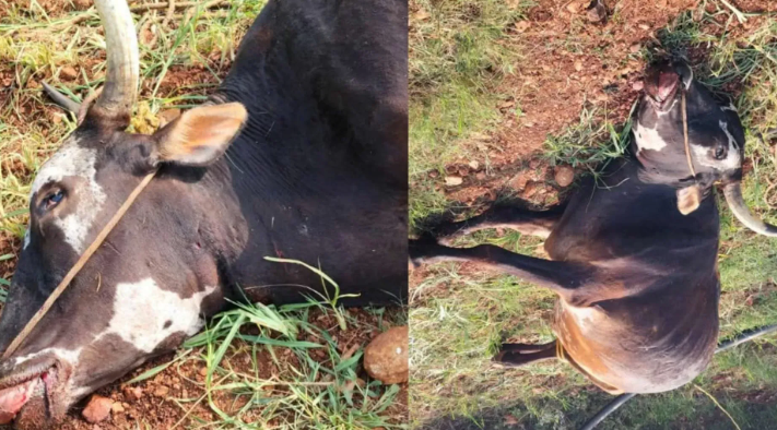 Cow Killed in Suspected Tiger Attack, Forest Officials Inspect Spot
