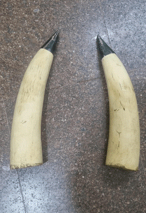 Elephant tusks worth Rs 2 crore stolen from high-security military camp