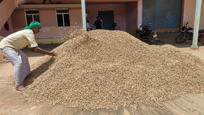 Support Price Set at Rs 7,263 per Quintal for Groundnut