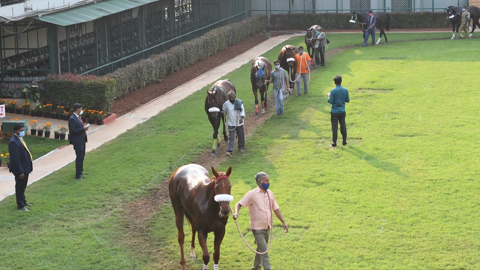 Glanders outbreak puts Bengaluru, Mysuru racing seasons at risk