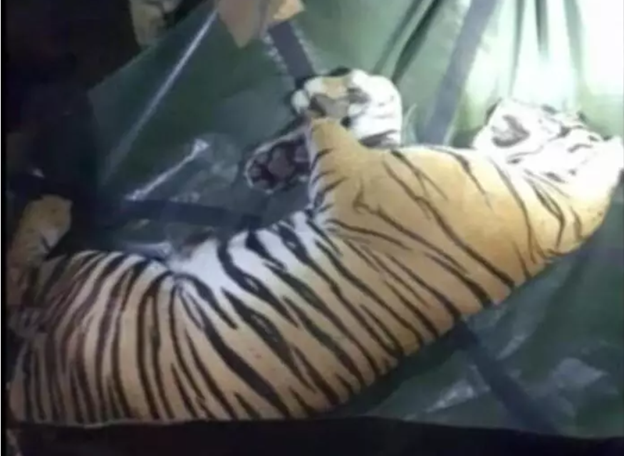 Tigress and cubs captured near Gundlupet village