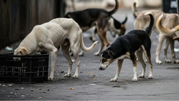 Stray Dogs Attack Elderly Man and Four Children