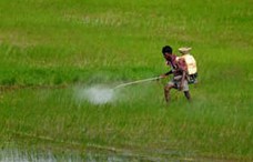 Team of Indian Institute of Science boosts pesticide efficiency with liquid marbles
