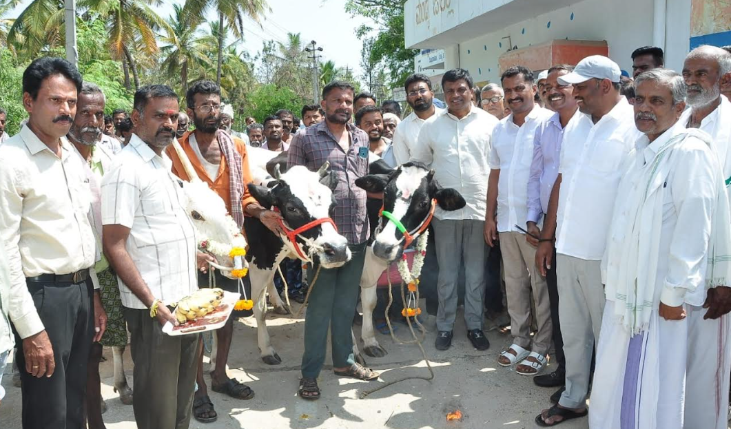Vaccination drive launched to protect cattle health
