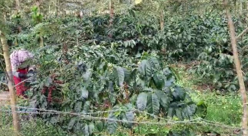 Coffee Prices Rise, but Theft Cases Surge in Malnad; 20 Bags Stolen from Farmer
