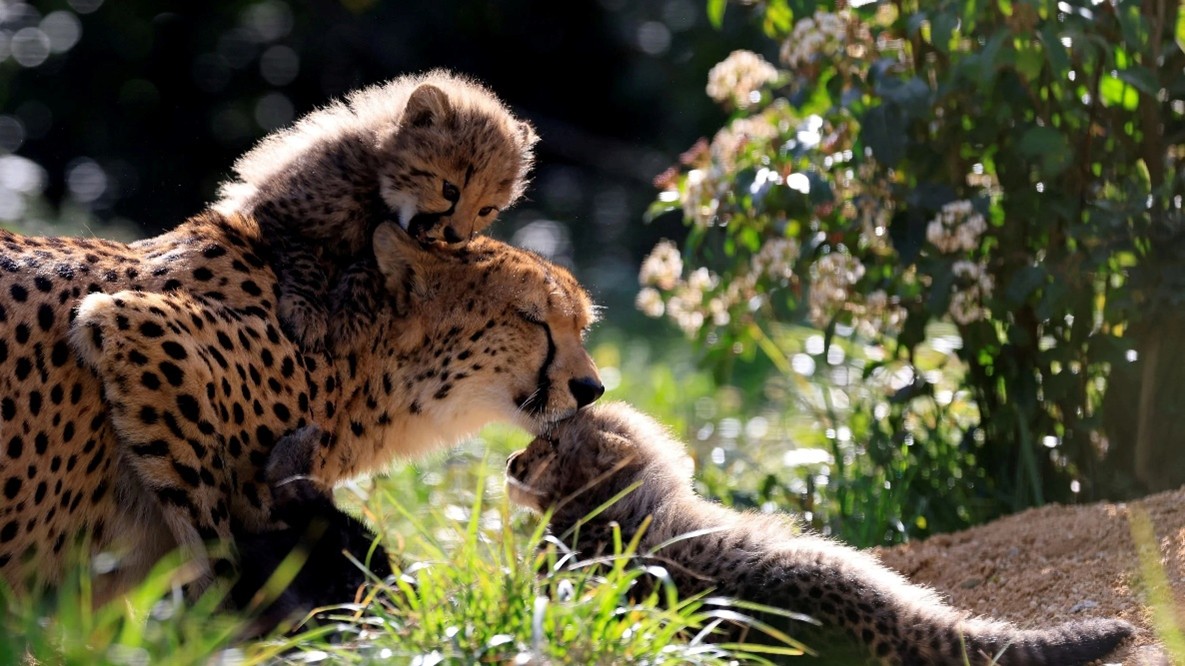 Cheetahs arriving soon