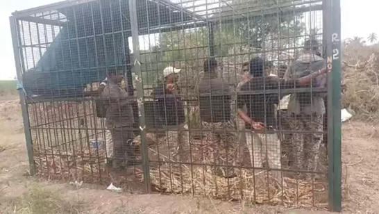 Farmers Detain Forest Officials in Trap Set for Wild Cats