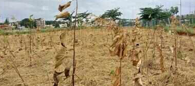 Massive plantation drive hits hurdle as saplings wither across BDA sites