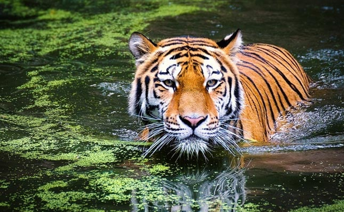 Tiger Suspected of Killings Captured in Bandipur