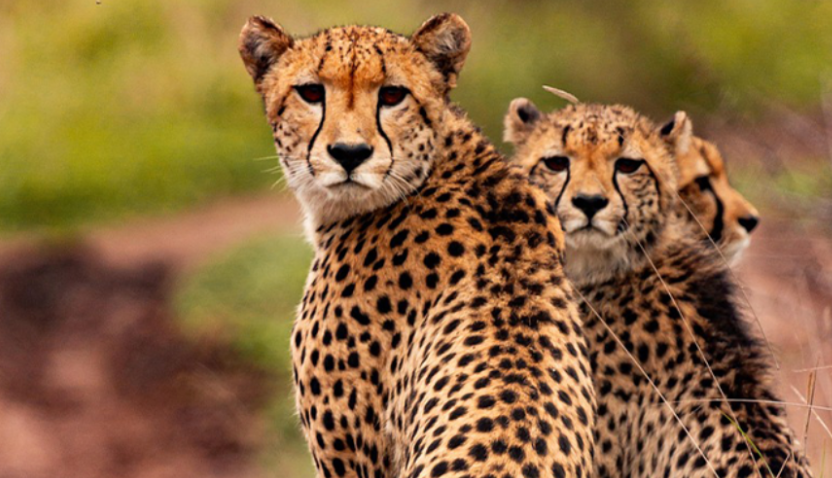 PM Modi hails Project Cheetah revival