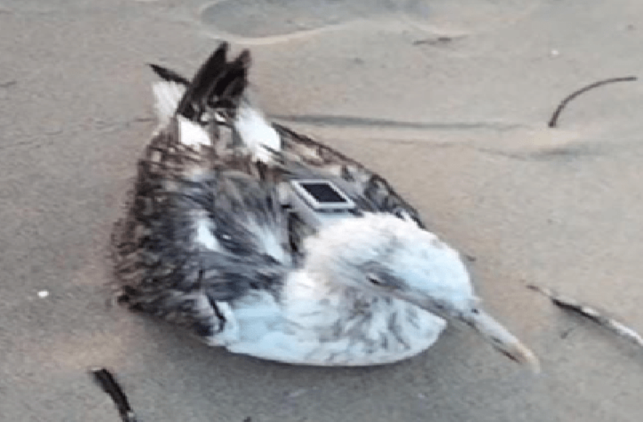 Chinese GPS tracker found on migratory seagull in Karwar