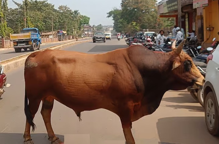 Stray Cattle Menace Continues to Plague Sirsi Town