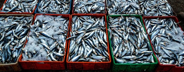 India eyes $15 billion seafood export target by 2030