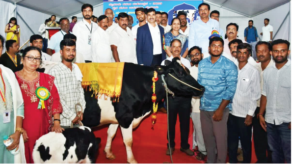 Anekal cow yields 38 litres of milk, bags Ist place