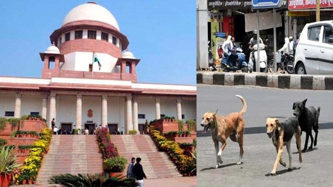Supreme Court Summons Chief Secretaries over Stray Dogs Issue