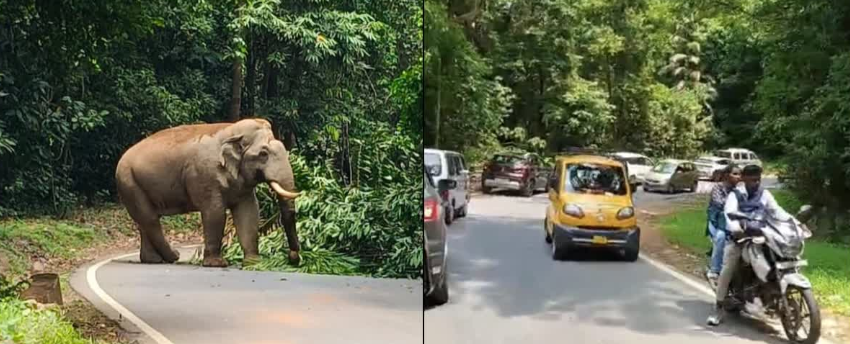 Charamadi Ghat traffic jam after wild elephant appearance