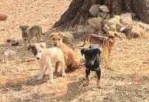 BSCC moots shelter homes for dogs