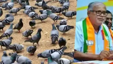 Lung Problems Rise Due to Surge in Pigeon Population, Says MLA Suresh Kumar