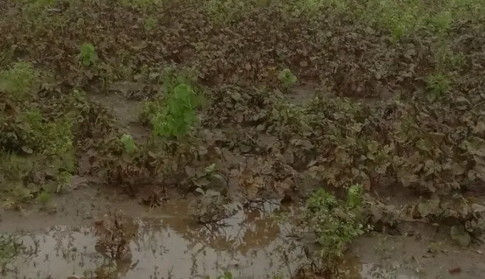 Onion, Green Gram Crops Hit by Rain-Induced Diseases