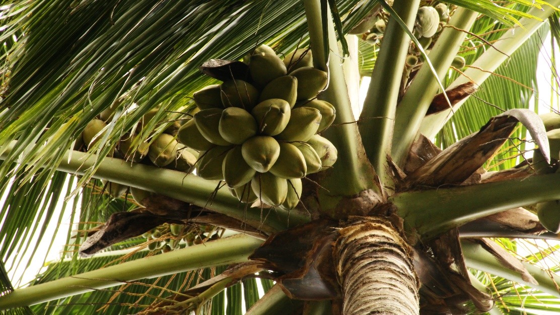 Kerala fights to preserve its coconut heritage