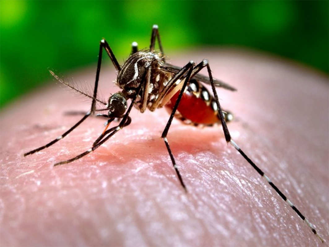 Punjab Dengue Surge Raises Serious Cover-Up Claims