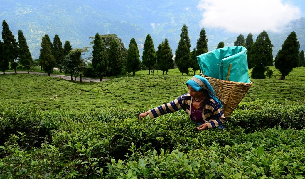 Sikkim’s Temi tea sets new price record