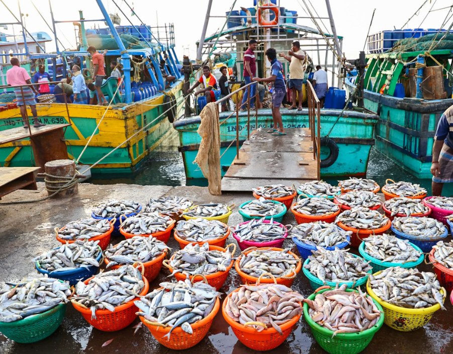 India’s fish production has surged by 38 per cent under PMMSY: Minister