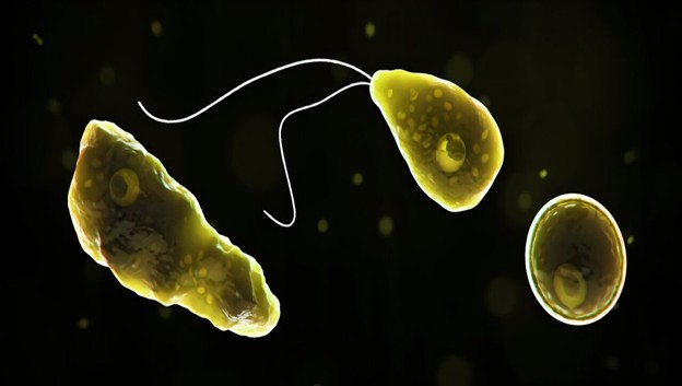 NGT Probes Well Water Link to Brain-Eating Amoeba in Kerala