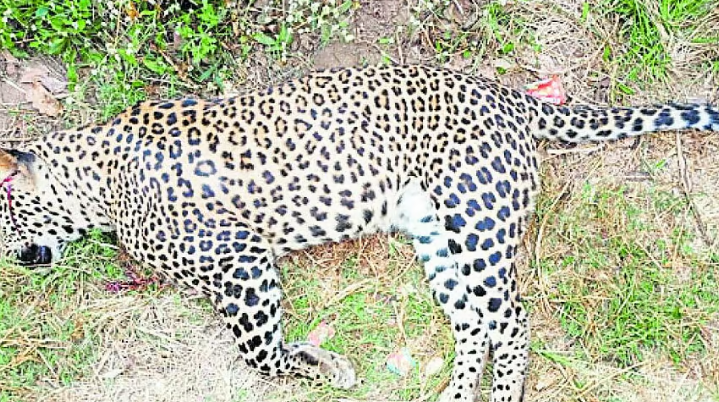 Rising Human-Wildlife Conflict in Tumakuru, Over 100 Cases Pending