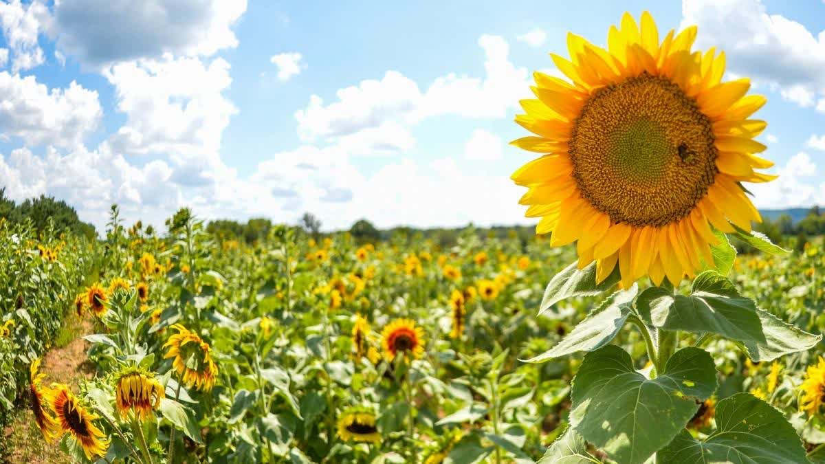Sunflower procurement at support price ordered in 11 Karnataka districts