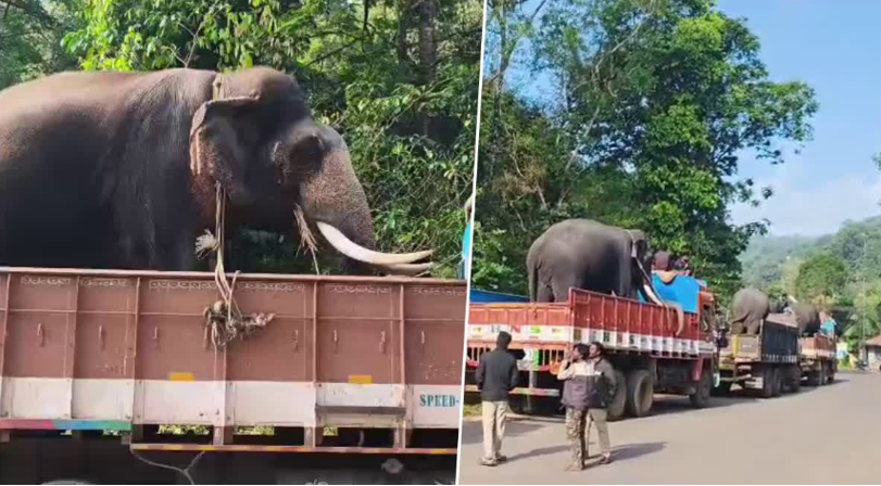 6 tamed elephants arrive in Sringeri to capture the wild elephant