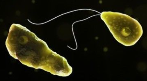Lakshadweep woman diagnosed with amoebic meningoencephalitis