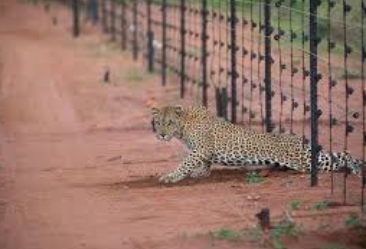 Leopard jumps electric fence, kills four cows