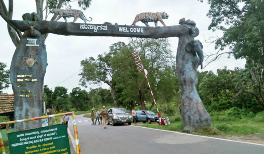 Safari Ban Severely Impacts Livelihoods in Mysuru–Chamarajanagar Region