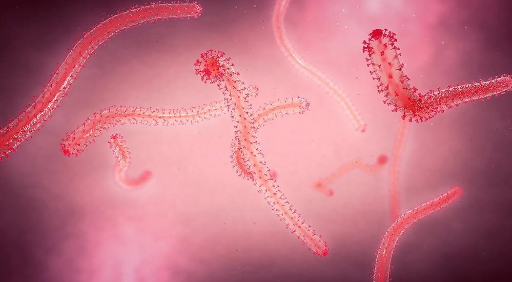 Chinese Scientists Discover Critical Ebola Virus Mutation