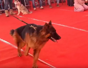 Belagavi Dog and Cat Exhibition Draws Huge Crowd