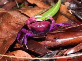 Beat forester’s curiosity leads to discovery of new crab species