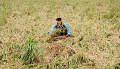 India Expands Bioenergy Footprint with Major Additions in Biomass, Waste-to-Energy and Biogas Capacity