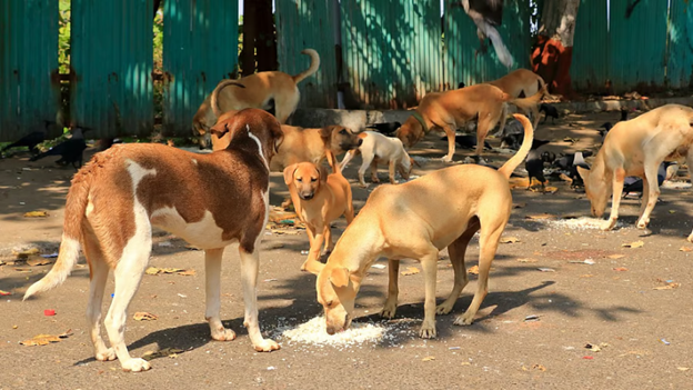 Man mauled to death by stray dogs
