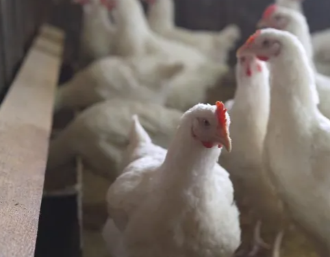 Japan reports third bird flu outbreak