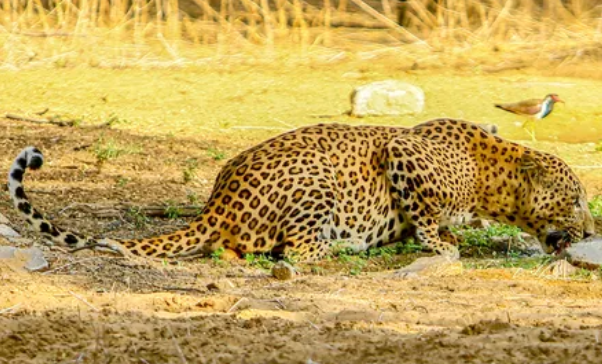 Maha govt urges Centre to include leopards in Schedule 2 of the Act