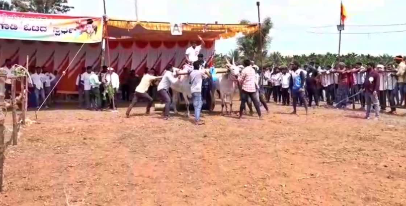 Bullock cart races thrill farmers in Chikkamagaluru