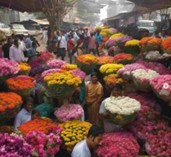 International Flower Market Plan at GKVK Shelved Amid Tree-Felling Concerns