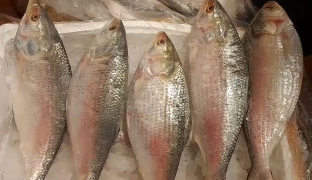 Hilsa arrives from Bangladesh; prices worry retailers