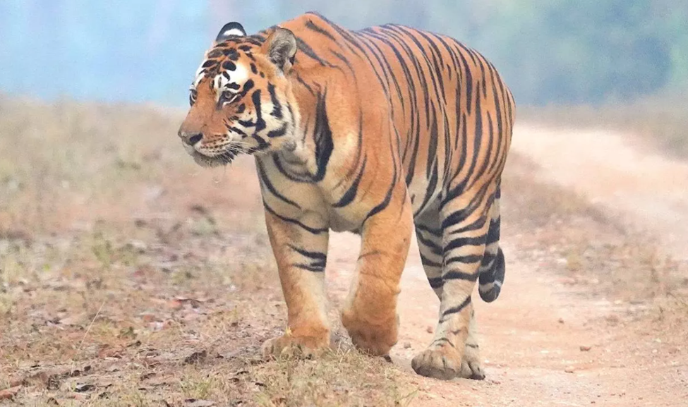 Tiger census begins across K’taka forests: Minister Khandre