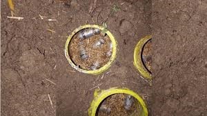 60-70 socket bombs recovered in Murshidabad